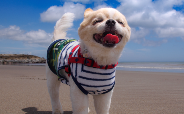 開店記念セール！】 luxurytravelonline小型犬用 歯ブラシ 12本